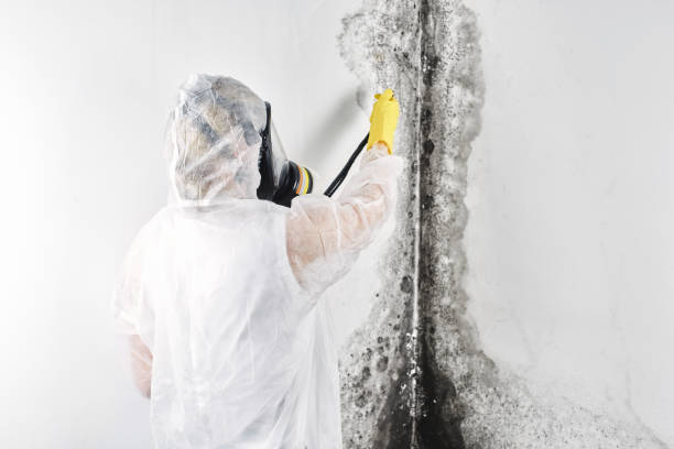 Best Mold removal after water damage  in Bryn Athyn, PA